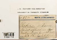Pohlia wahlenbergii image