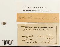 Pohlia wahlenbergii image
