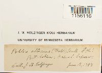 Pohlia wahlenbergii image