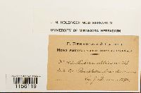 Pohlia wahlenbergii image