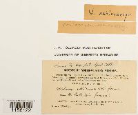 Pohlia wahlenbergii image