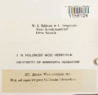 Pohlia wahlenbergii image