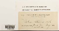 Pohlia wahlenbergii image