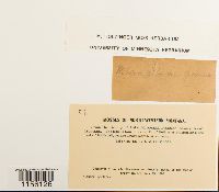 Pohlia wahlenbergii image