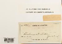 Pohlia wahlenbergii image