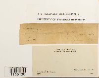 Pohlia wahlenbergii image