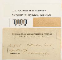 Pohlia wahlenbergii image