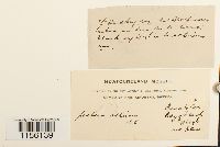 Pohlia wahlenbergii image