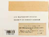thumbnail image of current specimen