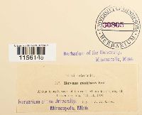 Pohlia nutans image