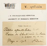 Pohlia spectabilis image