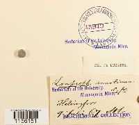 Pohlia annotina image