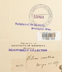 Pohlia annotina image