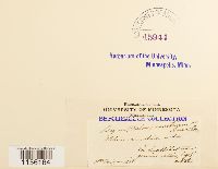 Pohlia annotina image