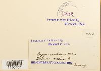 Pohlia annotina image