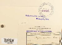 Pohlia annotina image