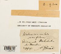 Pohlia drummondii image