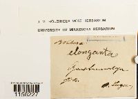 Pohlia elongata image