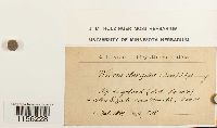 thumbnail image of current specimen