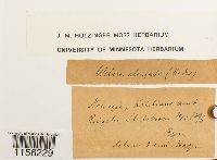 Pohlia elongata image