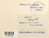 Pohlia elongata image