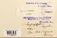 Pohlia elongata image