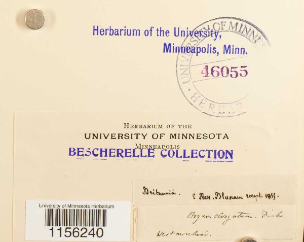 Pohlia elongata image