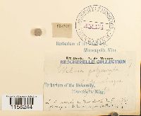 Pohlia elongata image