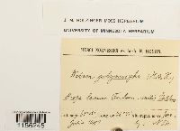 Pohlia elongata image