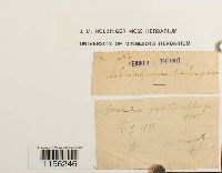 Pohlia elongata image