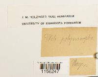 Pohlia elongata image