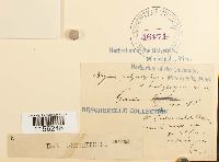 Pohlia elongata image