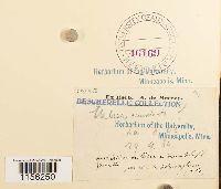 Pohlia elongata image