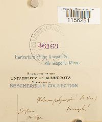 Pohlia elongata image