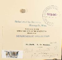 Pohlia elongata image