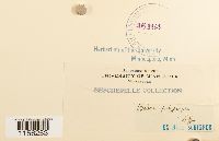 Pohlia elongata image