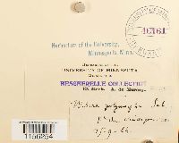 Pohlia elongata image