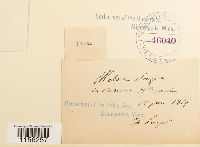 Pohlia elongata image