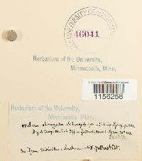 Pohlia elongata image