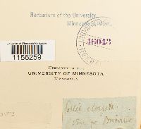 Pohlia elongata image