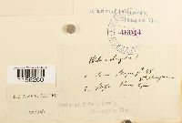 Pohlia elongata image