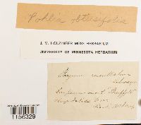 thumbnail image of current specimen