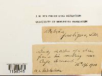 Pohlia proligera image