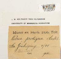 Pohlia proligera image