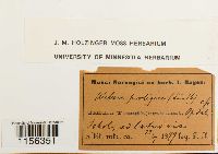 thumbnail image of current specimen
