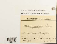 Pohlia proligera image