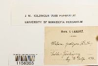 Pohlia proligera image