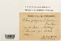 Pohlia proligera image