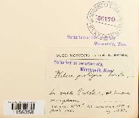 thumbnail image of current specimen