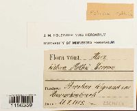 Pohlia filum image